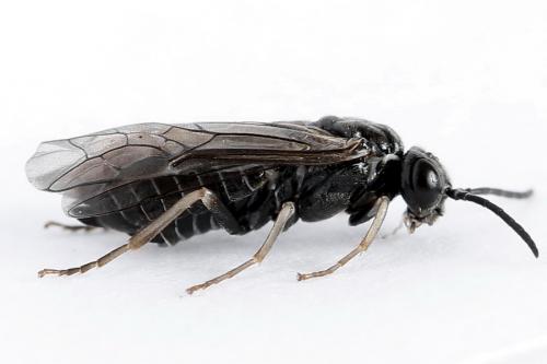 Réf. 223 208 : Periclista lineolata